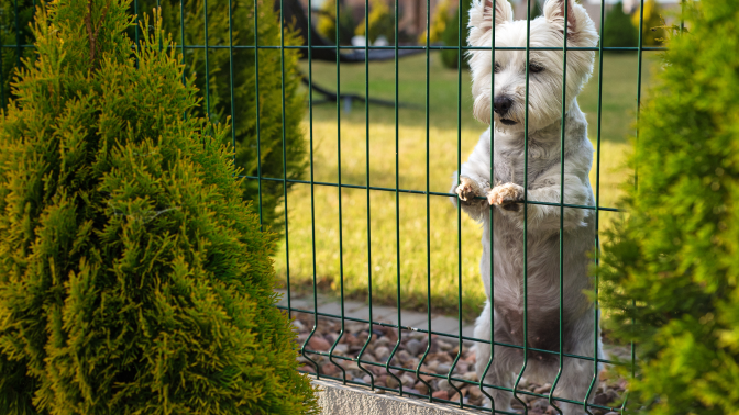 clôture grillage avec chien